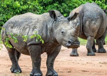 Ziwa Rhino Sanctuary still open – UWA