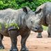Ziwa Rhino Sanctuary still open – UWA