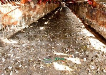 Nkumba Poultry farm faces closure over polluting environment