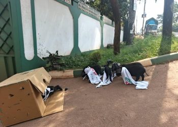 Youth Dump Pigs at DP Headquarters