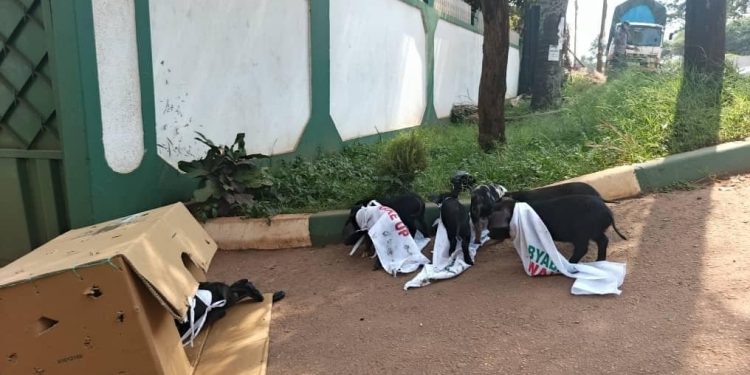 Youth Dump Pigs at DP Headquarters