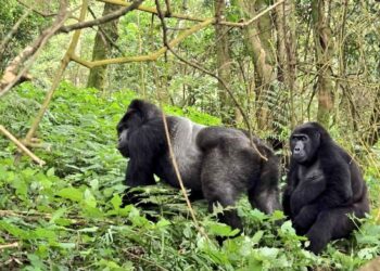10 UWA Officials Arrested in UGX 9 Billion Gorilla Permit Scam