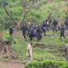 UPDF, Police Condemned Over Shooting Unarmed Suspects Dead