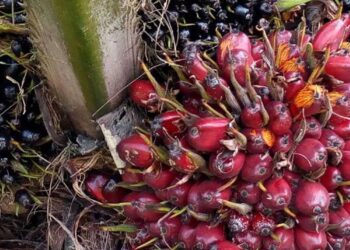 Govt to Pay Over UGX 24 Bn to People Affected by Palm Oil Growing Project