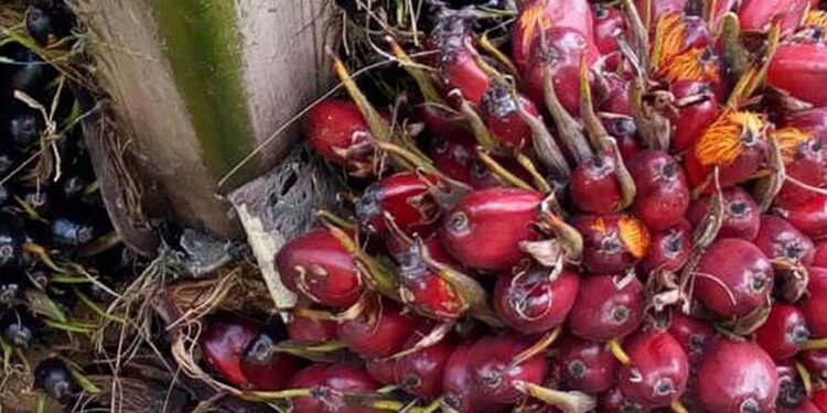 Govt to Pay Over UGX 24 Bn to People Affected by Palm Oil Growing Project