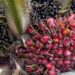 Govt to Pay Over UGX 24 Bn to People Affected by Palm Oil Growing Project