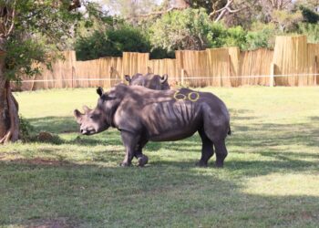 Uganda Receives Eight Rhinos to Promote Conservation