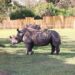 Uganda Receives Eight Rhinos to Promote Conservation