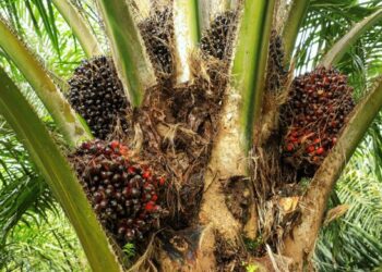 Over 300 People Affected by Buvuma Palm Oil Project Compensated