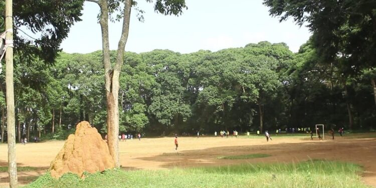 Museveni Orders Cancellation of Land Titles in Kitubulu Forest Reserve