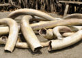 Suspected Trafficker Arrested With 154 Kgs of Ivory in Nwoya