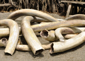 Suspected Trafficker Arrested With 154 Kgs of Ivory in Nwoya