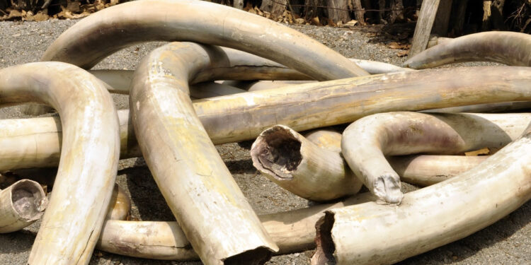Suspected Trafficker Arrested With 154 Kgs of Ivory in Nwoya