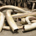 Suspected Trafficker Arrested With 154 Kgs of Ivory in Nwoya