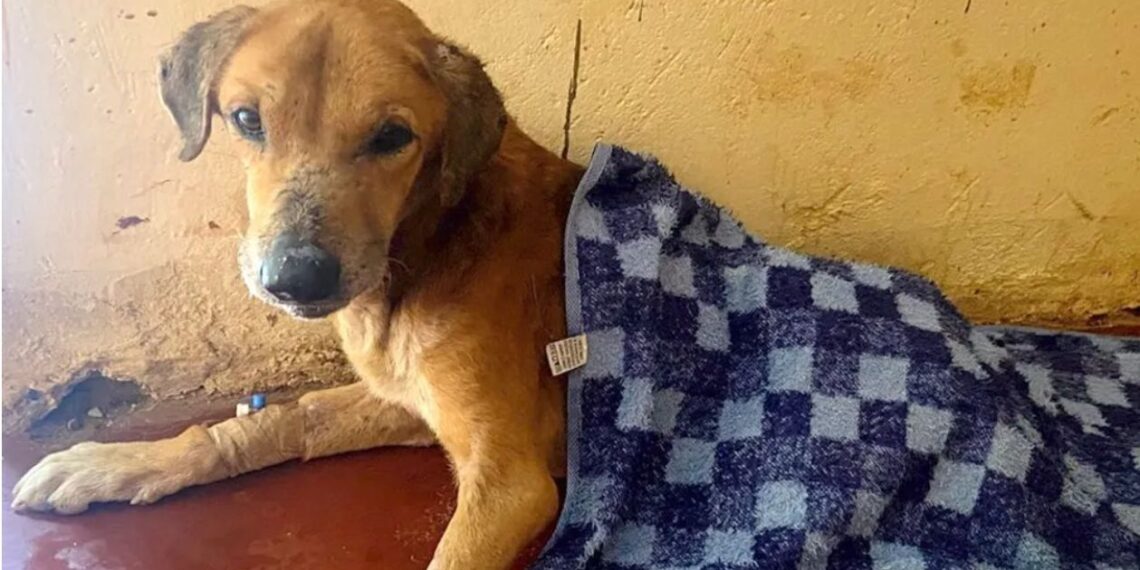 Mityana Dog Scam: BBC Uncovers Ugandan Scammers Abusing Dogs to Elicit Donations From Animal Lovers