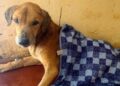 Mityana Dog Scam: BBC Uncovers Ugandan Scammers Abusing Dogs to Elicit Donations From Animal Lovers