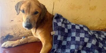 Mityana Dog Scam: BBC Uncovers Ugandan Scammers Abusing Dogs to Elicit Donations From Animal Lovers