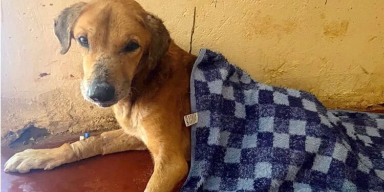 Mityana Dog Scam: BBC Uncovers Ugandan Scammers Abusing Dogs to Elicit Donations From Animal Lovers