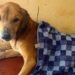 Mityana Dog Scam: BBC Uncovers Ugandan Scammers Abusing Dogs to Elicit Donations From Animal Lovers