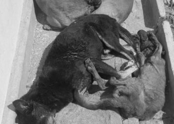 Two Arrested With Dog Meat Headed For Mubende Market