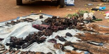 22 Arrested In Possession of Illegal Wildlife Products