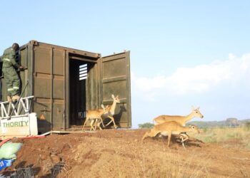UWA Translocates 200 Uganda Kobs To Pian Upe Wildlife Reserve