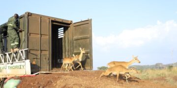 UWA Translocates 200 Uganda Kobs To Pian Upe Wildlife Reserve