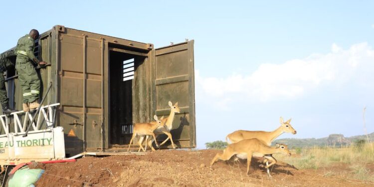 UWA Translocates 200 Uganda Kobs To Pian Upe Wildlife Reserve