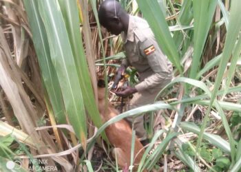 Two Sons Arrested Over Allegedly Beheading Their 95 Year Old Mother