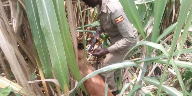 Two Sons Arrested Over Allegedly Beheading Their 95 Year Old Mother