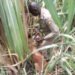 Two Sons Arrested Over Allegedly Beheading Their 95 Year Old Mother